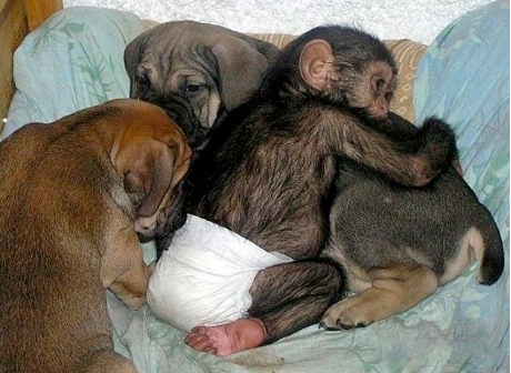 Chimp with puppies