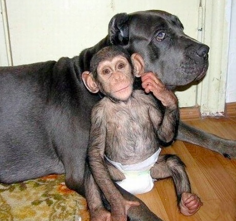 Dog and baby chimp